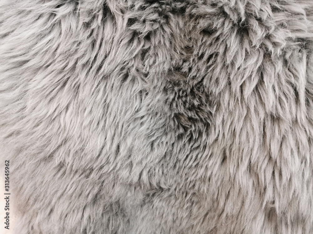Obraz Futrzany dywan, powierzchnia owczej skóry. Szare futro z długim NAP. Poczucie ciepła i miękkości.