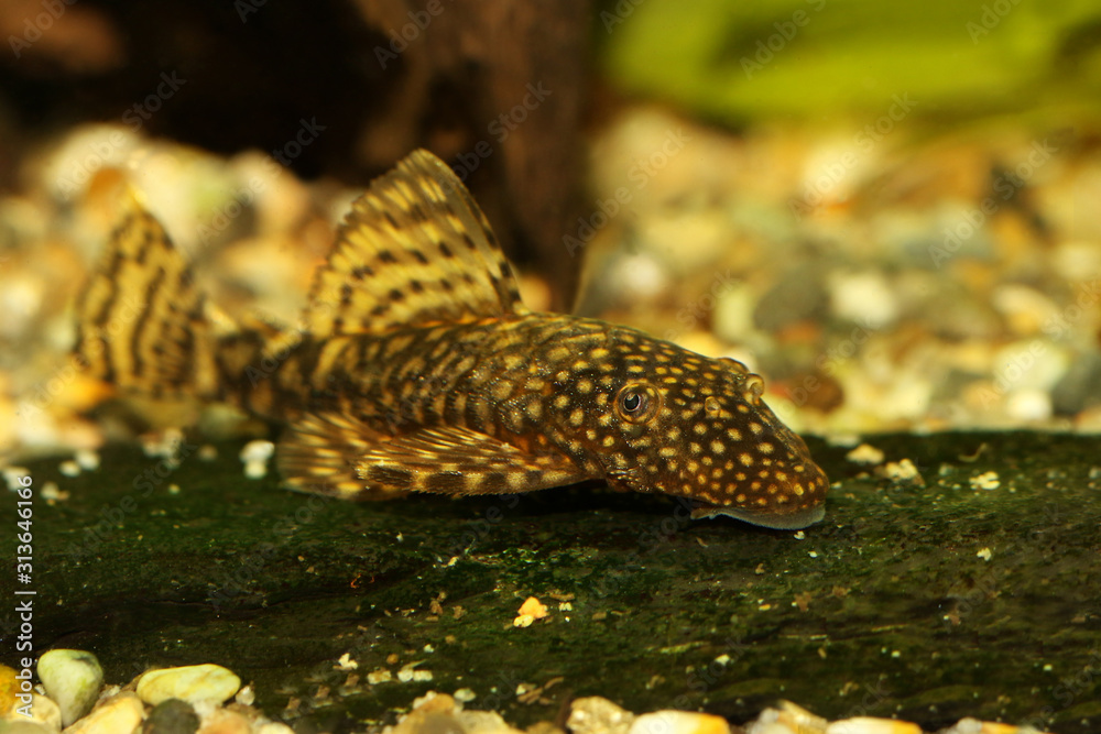 Bristlenose catfish aquarium fish bushynose pleco Stock Photo | Adobe Stock