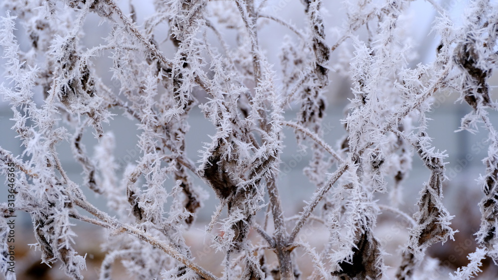 Hoarfrost on tree branches in a city park. Winter background for your design. Hoarfrost on tree branches in a city park. Winter background for your design.