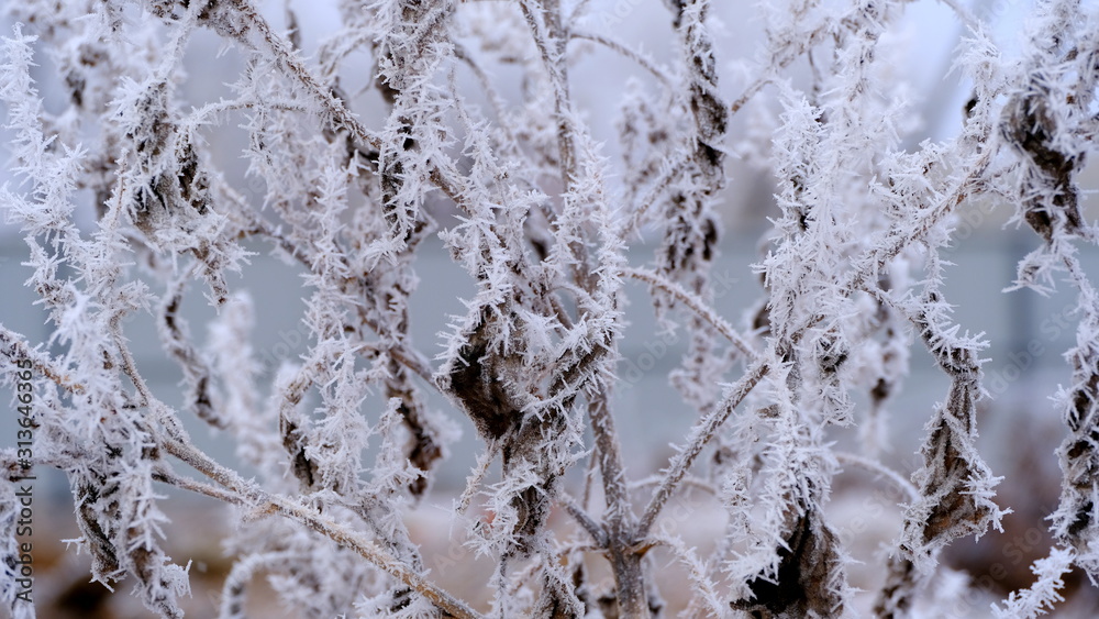  Hoarfrost on tree branches in a city park. Winter background for your design.