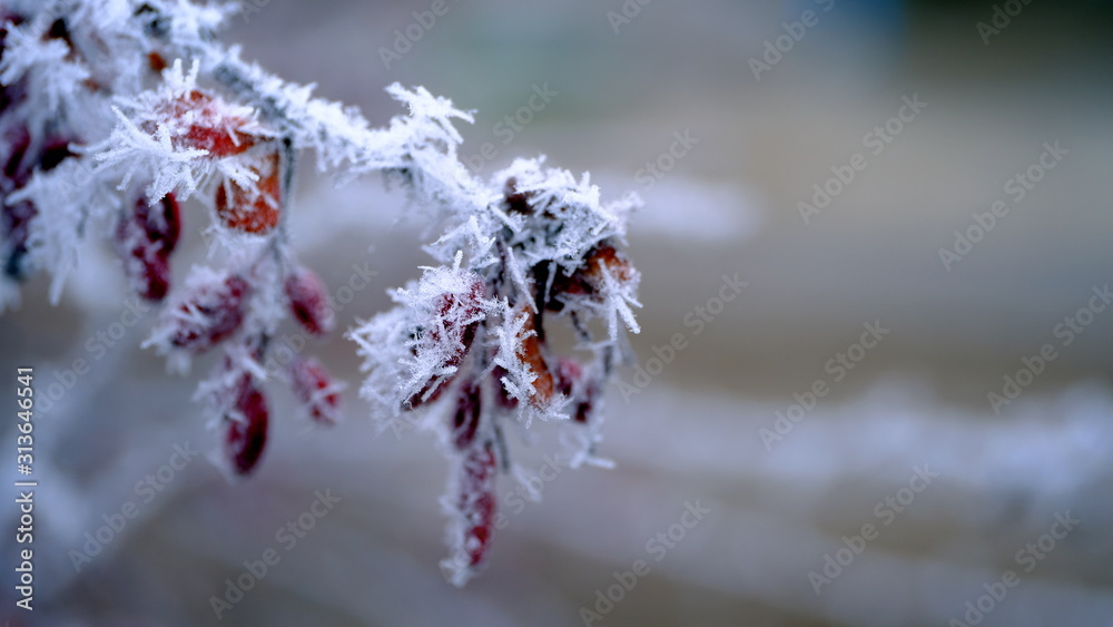 Hoarfrost on tree branches in a city park. Winter background for your design. Hoarfrost on tree branches in a city park. Winter background for your design.