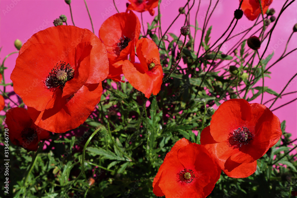 Fototapeta premium red poppies on a crimson background