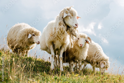 Fototapeta Naklejka Na Ścianę i Meble -  sheep in the mountains