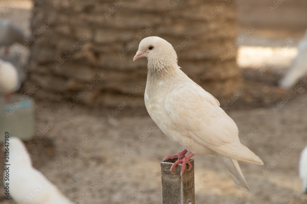 pigeon on a background-Benidorm pigeon on a background-Benidorm