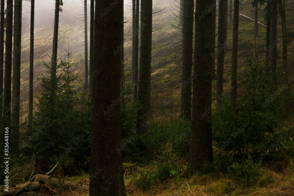 Obraz premium german forest trees