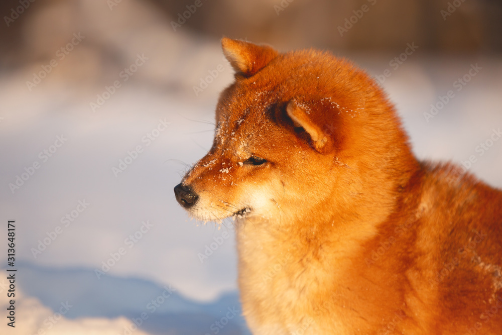 Close-up of red shiba inu dog outside at sunset in winter. Beautiful and young shiba inu puppy in the snow field Close-up of red shiba inu dog outside at sunset in winter. Beautiful and young shiba inu puppy in the snow field