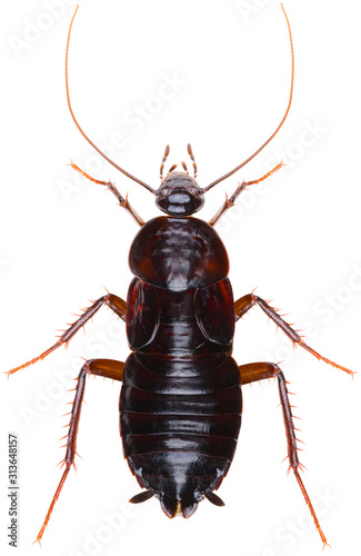 The oriental cockroach (Blatta orientalis), also known as the black beetle, is a species of cockroach. Close up of cockroach isolated on white background. Dorsal view of the oriental cockroach.