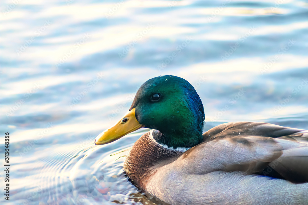 Obraz premium portrait of a duck Drake floating in the river
