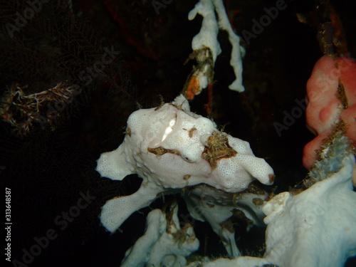 Warty frogfish (Antennarius maculatus) mimicking a sponge, Raja Ampat, West Papua photo