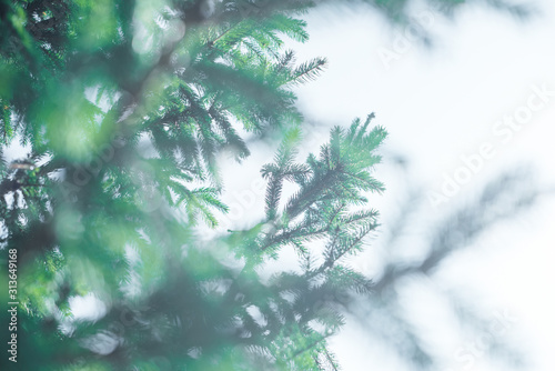 green pine coniferous spruce branch needle closeup © olga pink