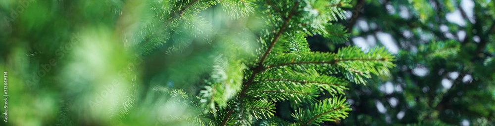 green pine coniferous spruce branch needle closeup - obrazy, fototapety, plakaty 