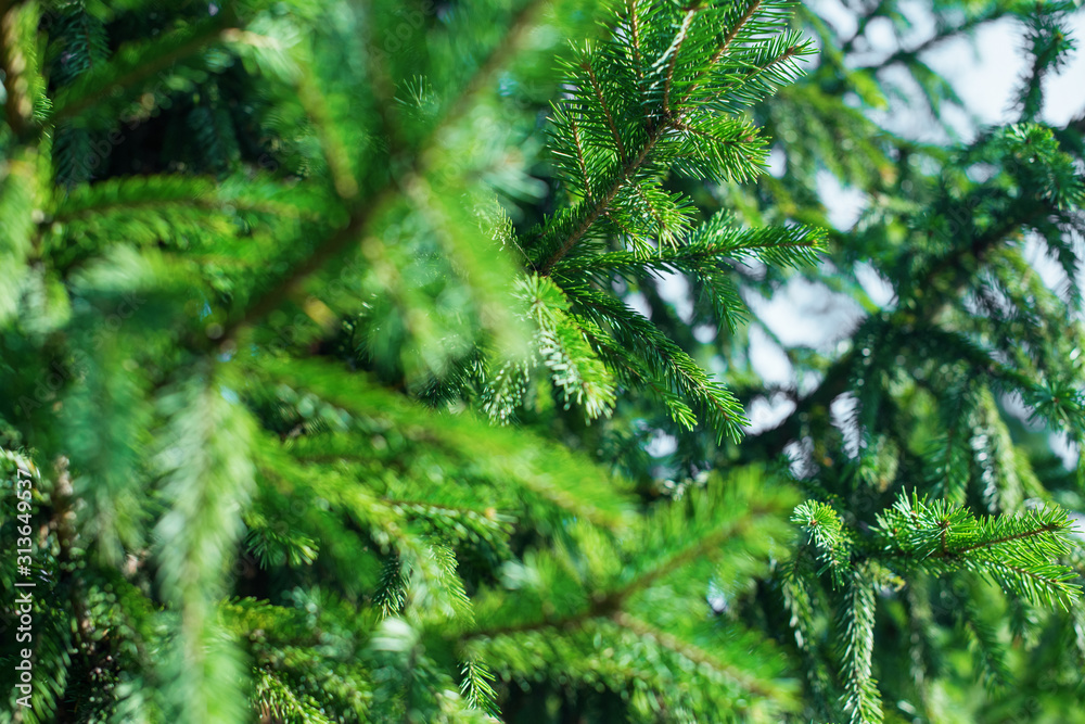 Obraz premium green pine coniferous spruce branch needle closeup