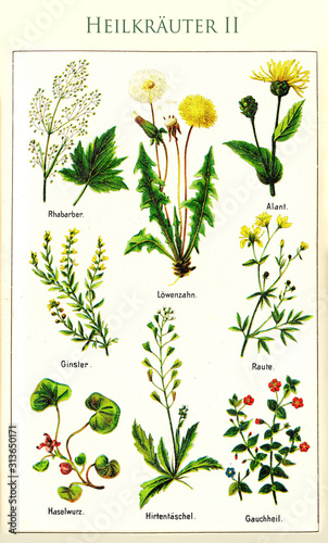 Tableau sur toile Healthcare: color illustration of the principal medicinal herbs with their Germa