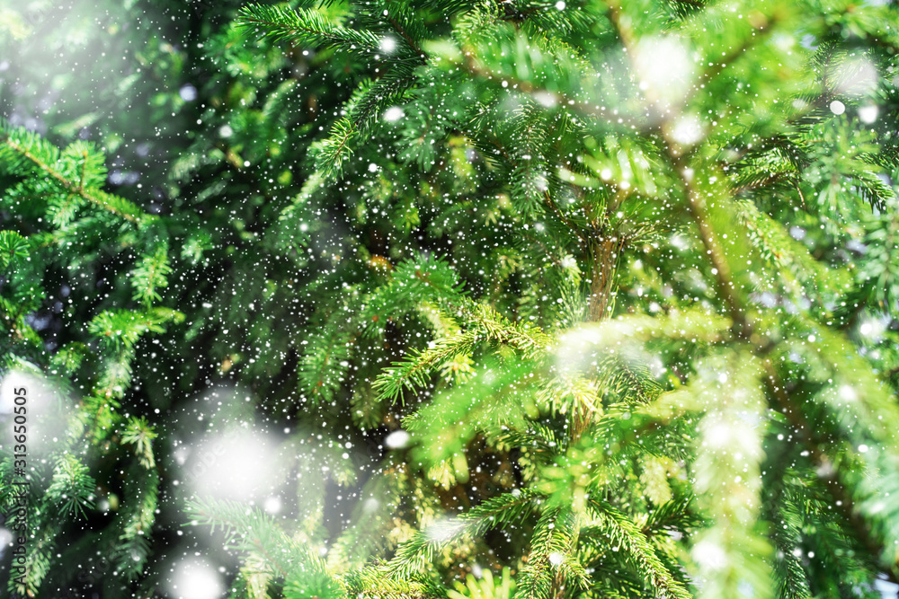 green pine coniferous spruce branch needle closeup