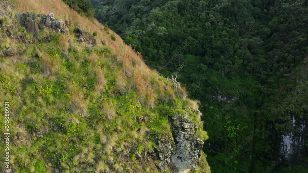 Fearless wild mountain goat is seen standing on the rocky step of sheer cliff over the deep gorge. The slope is covered with partly dry grass. Dense green forest is on the other slope. Aerial, 4K Fearless wild mountain goat is seen standing on the rocky step of sheer cliff over the deep gorge. The slope is covered with partly dry grass. Dense green forest is on the other slope. Aerial, 4K