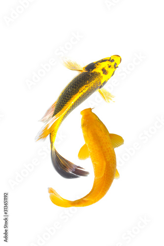 Golden koi fish isolated on white background