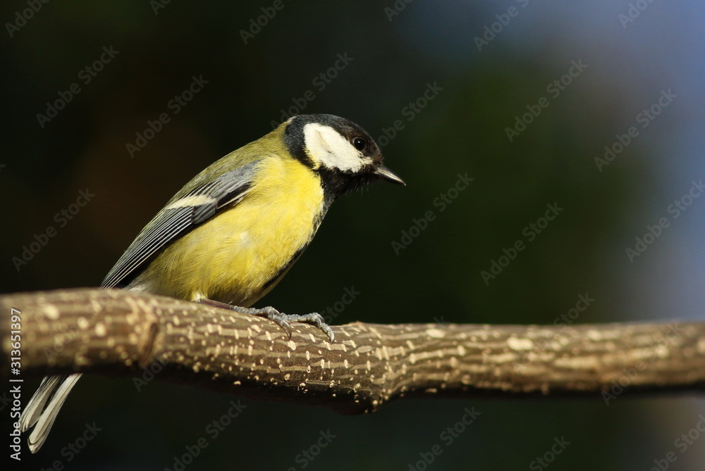 Great Tit on blue background, Parus major Great Tit on blue background, Parus major