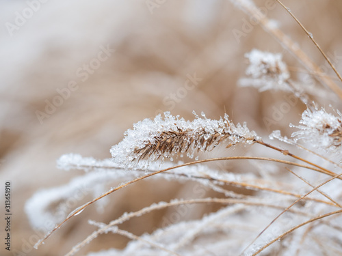 Detail of frozen ornamental grass in winter background