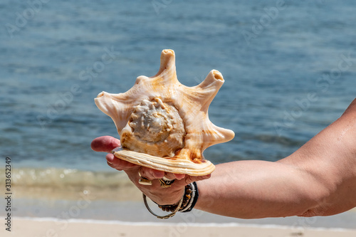 coquillage