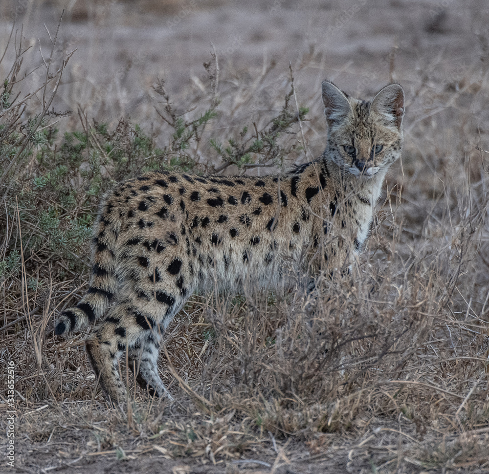 Fototapeta premium Serval cat
