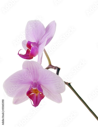 orchid Phalaenopsis with pink flowers isolated close up 
