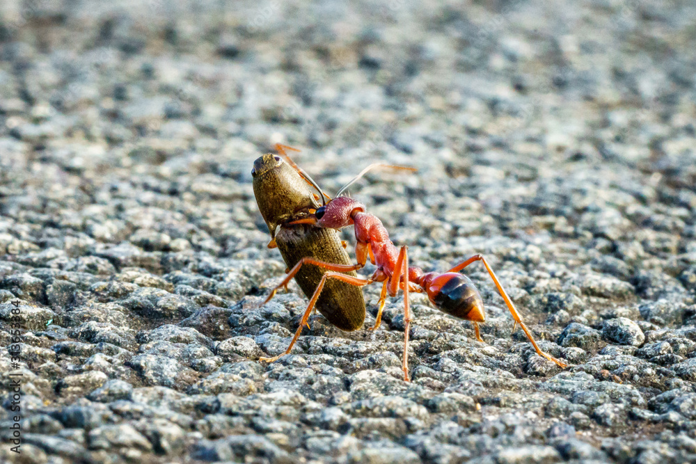 Fototapeta premium red bull ant, australia