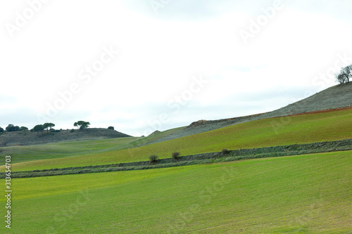 green seeded hills