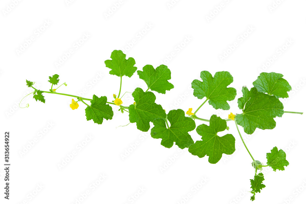 Naklejka premium Melon tree isolated on white background. Clipping path.