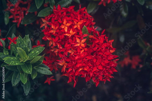 Beautiful Red spike flower. King Ixora blooming (Ixora chinensis). Rubiaceae flower in the garden.