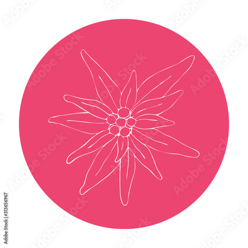 Vector illustration with edelweiss flower white outline on pink background. A simple icon for a logo. Leontopodium alpinum traditional Bavarian and Alps and also mountain alpinism symbol