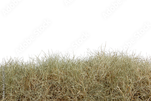 Dry grass isolated on white background.dry grass field with clipping path. photo