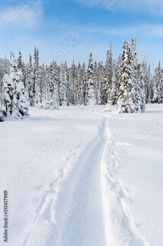 Snowshoe and nordic trails in winter on Mount Washington, British Columbia, Canada