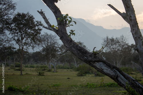 Beautiful view of the trees and landscape along Masinagudi, Mudumalai National Park, Tamil Nadu - Karnataka State border, India. photo