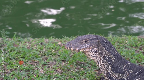 Close detail head asian water monitor lizard (Varanus salvator)