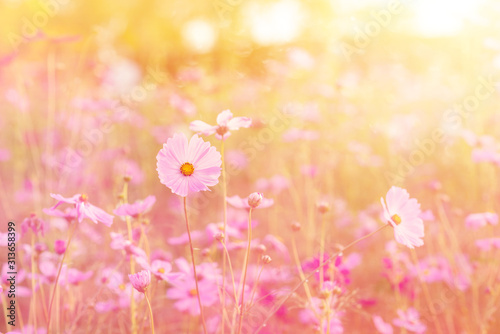 Landscape of nature background and beautiful pink and red cosmos flower field
