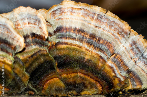 Multicolored mushroom close-up