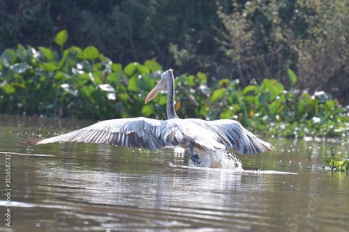 Pelikan im Prek Toal Nationalpark, Kambodscha photo