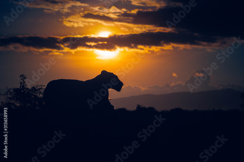 Lioness at sunset sitting