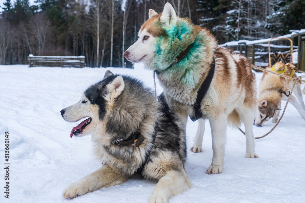 Two siberian husky funny face on the winter background. Pretty dogs. Animal concept.