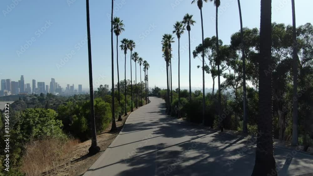 Los Angeles Downtown Skyline Flying Through Palm Trees In Elysian Park