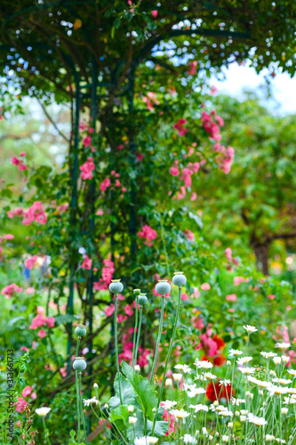 Fototapeta Naklejka Na Ścianę i Meble -  Giverny. France. Claude Monet's garden. flowers in Monet's garden. Walk through the Monet Museum