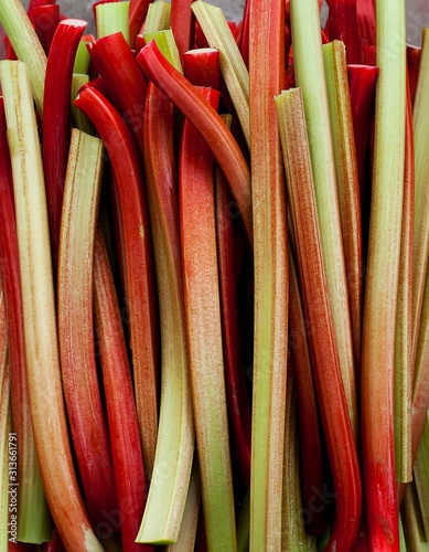 Close up of garden rhubarb stalks photo