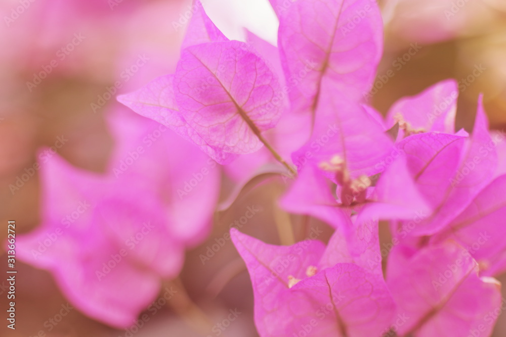 preciosas flores moradas con suave fondo con bokeh, violetas, morado, soft,  dreamy, azalea, morada, hermoso, violacea, flor, naturaleza, rosa, florecer  foto de Stock | Adobe Stock