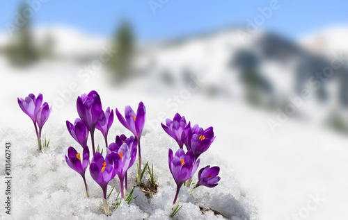 Spring landscape of blooming flowers violet crocuses ( Crocus heuffelianus ) on glade in mountains covered of snow. Carpathian mountains © Anastasiia Malinich