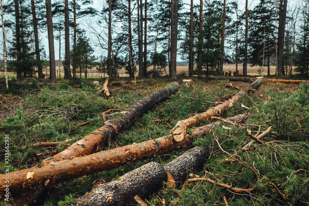 Deforestation, cutting pine forest, wooden logs on the ground in forest.