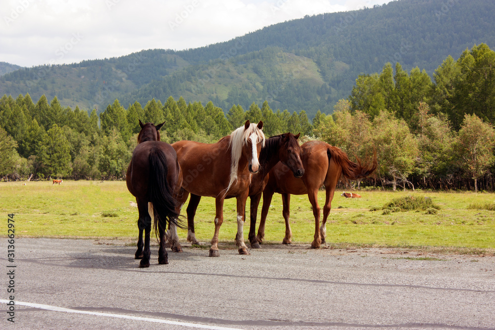 Four beautiful brown horses stand on an asphalt road in the mountains. Summer day