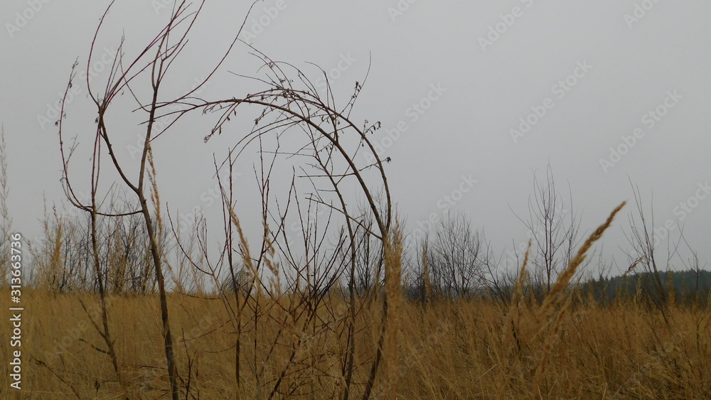 A curiously curved willow trunk in a meadow in late autumn A curiously curved willow trunk in a meadow in late autumn
