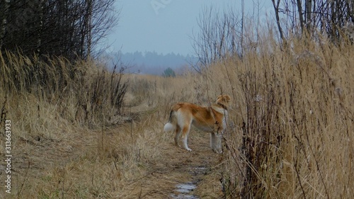 Fototapeta Naklejka Na Ścianę i Meble -  Rural road in a late autumn field with a hunting dog