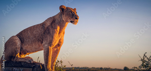 lioness in the sunset