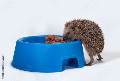 Der Igel ist das Tier des Jahres 2024, Hilfebedürftiger kleiner Jungigel bekommt Winterfütterung, Erinaceus europaeus Portrait, untergewichtiger kleiner Igel wird gefüttert, bedrohtes Säugetier	 photo